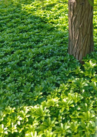 Plante Perene - Pachysandra terminalis, ghiveci P14