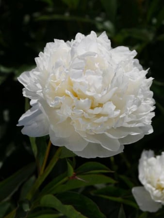 Bulbi - Paeonia ‘Class Act’