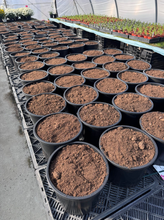 Paeonia ‘Coral Charm’ [4]