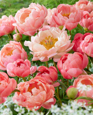 Paeonia ‘Coral Charm’ [2]
