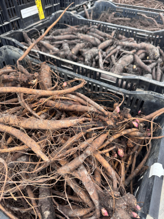 Paeonia ‘Coral Charm’ [3]