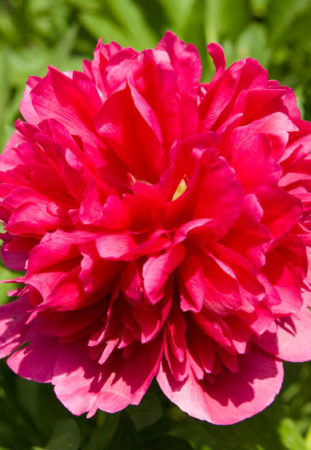 Bulbi - Paeonia ‘Many Happy Returns’