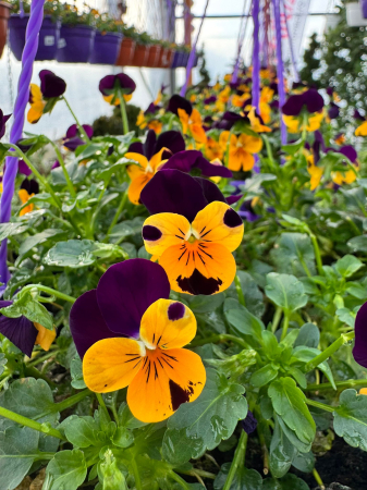 Plante Bienale - Panseluța Cornet Orange Violet Wing (Viola)
