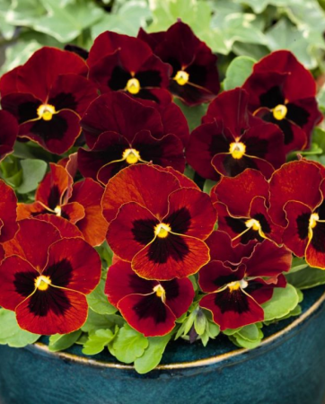 Plante Bienale - Panseluța Cornet Red (Viola)