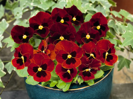 Panseluța Cornet Red (Viola) [3]