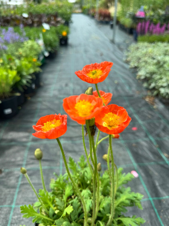 Papaver nudicaule Mix [1]