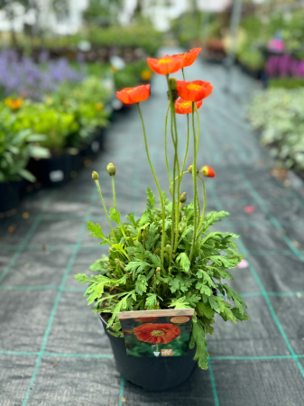 Plante Perene - Papaver nudicaule Mix