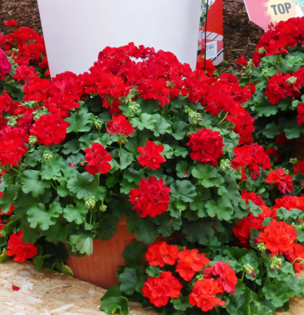 Mușcate (Pelargonium) - Pelargonium Champion Red Improved
