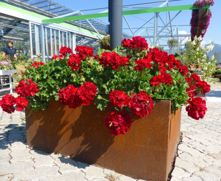 Pelargonium Champion Red Improved în ghiveci P12 [7]