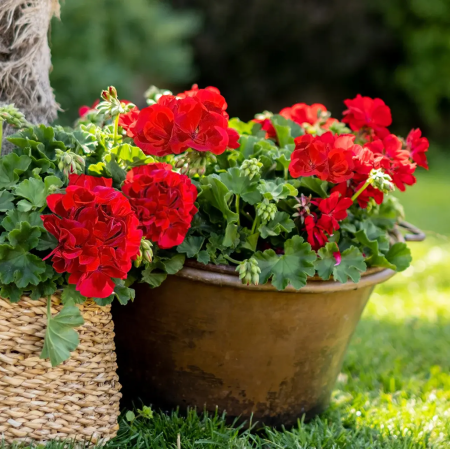 Mușcate (Pelargonium) - Pelargonium Champion Red Improved în ghiveci P12