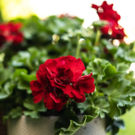 Pelargonium Champion Red Improved în ghiveci P12 [1]