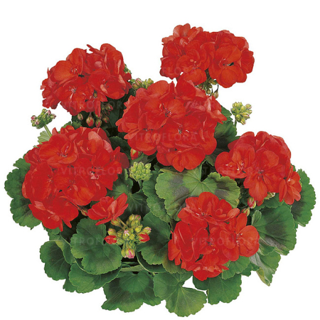 Mușcate (Pelargonium) - Pelargonium Classic Diabolo