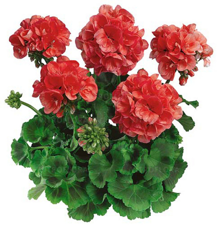 Mușcate (Pelargonium) - Pelargonium Classic Noblesse