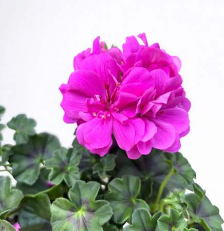 Mușcate (Pelargonium) - Pelargonium Dolomites Berry P12