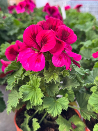 Plante Anuale - Mușcate Elegance Adriana – P12