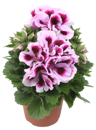 Plante Anuale - Pelargonium elegance emma – P12