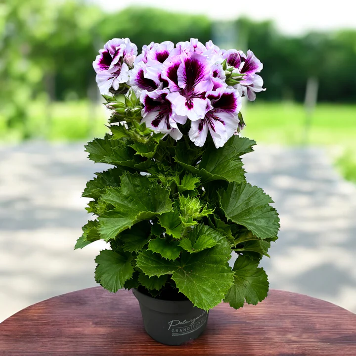 Pelargonium elegance emma – P12 [1]