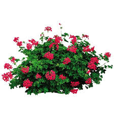 Plante Anuale - Mușcata curgatoare tiroleza Ville de Paris, 3 plante, ghiveci C5