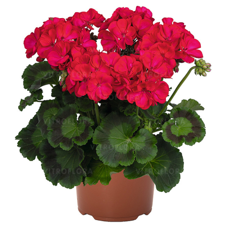 Mușcate (Pelargonium) - Mușcata Green Idols Neon