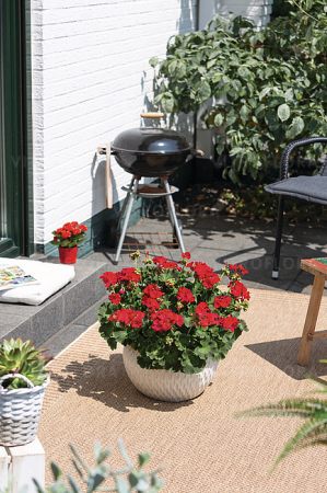 Mușcata Green Idols Neon [2]