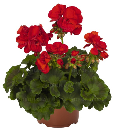 Mușcate (Pelargonium) - Pelargonium Green Idols True Red, ghiveci P12