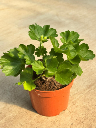 Pelargonium Green Idols True Red, ghiveci P12 [1]