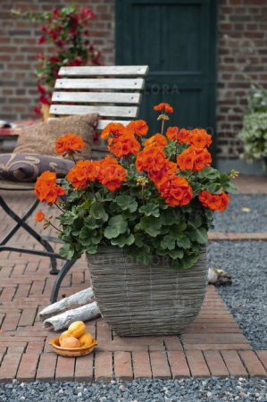 Pelargonium Savannah Oh So Orange, ghiveci P12 [3]