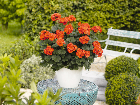 Pelargonium Savannah Oh So Orange, ghiveci P12 [2]