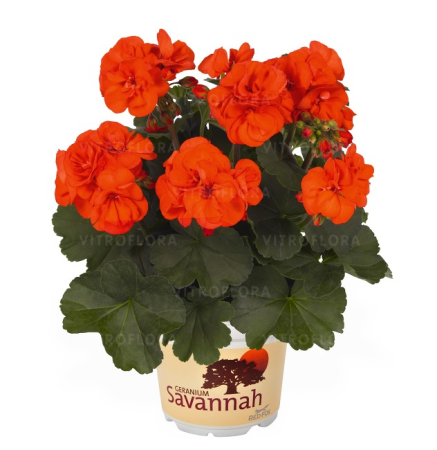 Mușcate (Pelargonium) - Pelargonium Savannah Oh So Orange, ghiveci P12