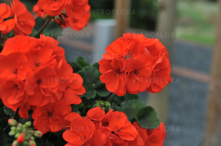 Pelargonium Savannah Oh So Orange, ghiveci P12 [4]