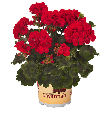 Pelargonium Savannah Really Red