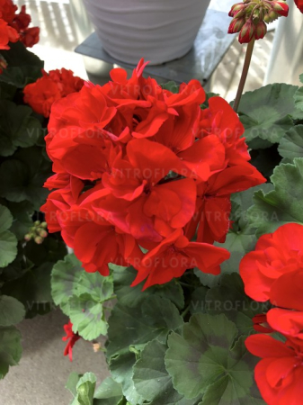 Pelargonium Savannah Really Red [4]