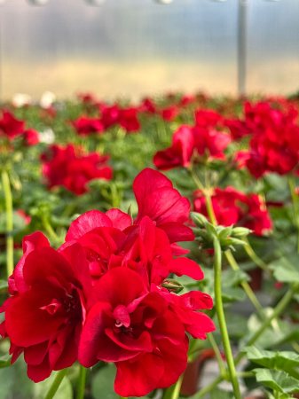 Mușcate (Pelargonium) - Mușcata Sunflorix Dark Red, ghiveci rotund de 12cm