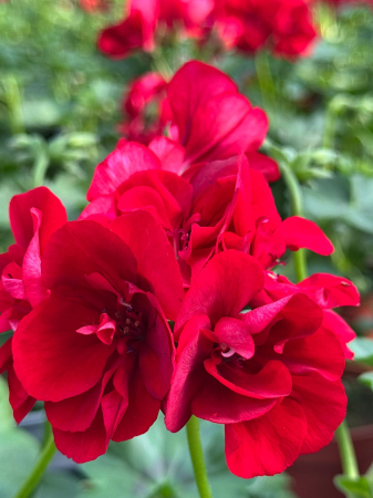 Mușcata Sunflorix Dark Red, ghiveci rotund de 12cm [2]
