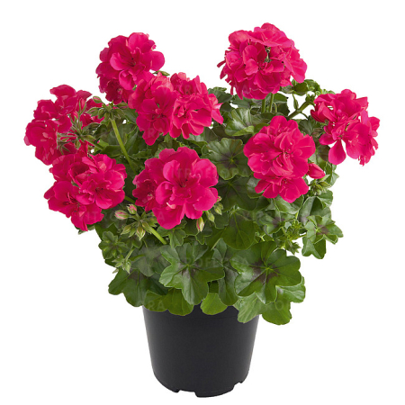 Plante Anuale - Pelargonium Sunflorix Hot Pink