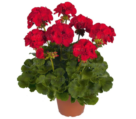 Mușcate (Pelargonium) - Mușcata Survivor Dark Red, ghiveci 12 cm