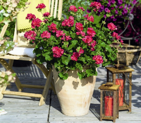 Pelargonium Survivor Idols Neon Violet [2]