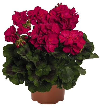 Mușcate (Pelargonium) - Pelargonium Survivor Idols Neon Violet