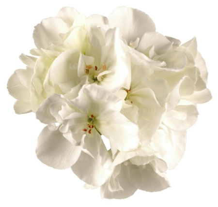 Pelargonium Survivor Idols White [2]