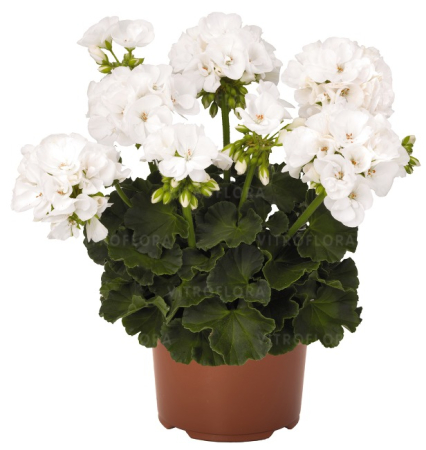 Mușcate (Pelargonium) - Pelargonium Survivor Idols White