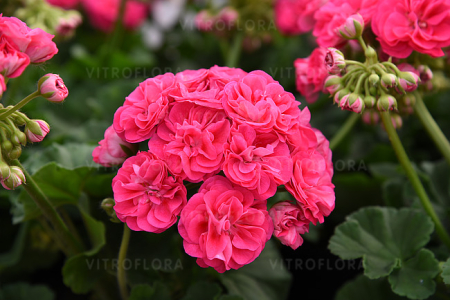 Pelargonium Survivor ‘Rosalinda’ (mușcată trandafir) în ghiveci P12 [3]