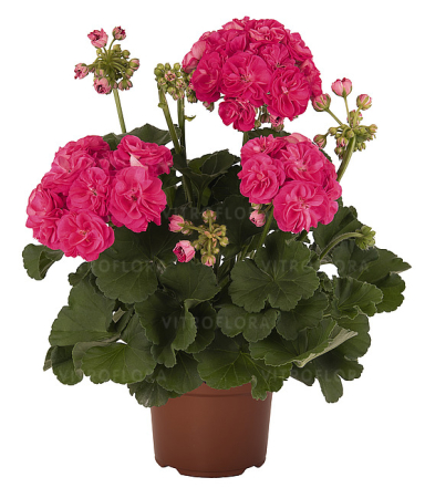 Pelargonium Survivor ‘Rosalinda’ (mușcată trandafir) în ghiveci P12 [0]