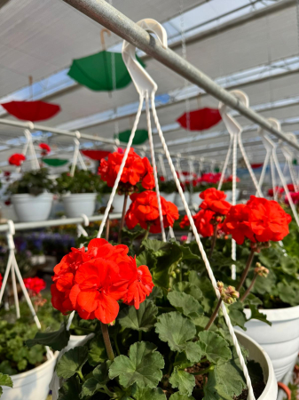 Plante Anuale - Mușcate în ghivece suspendate de 5L