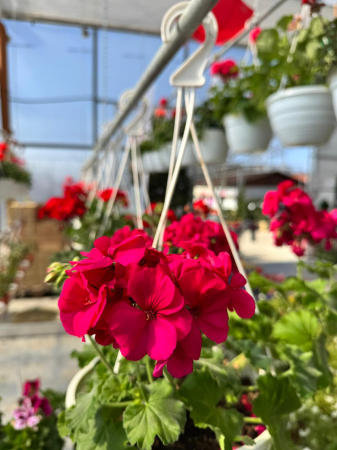 Mușcate în ghivece suspendate de 5L [4]