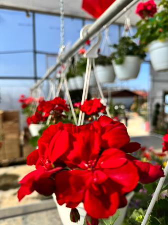 Mușcate în ghivece suspendate de 5L [3]