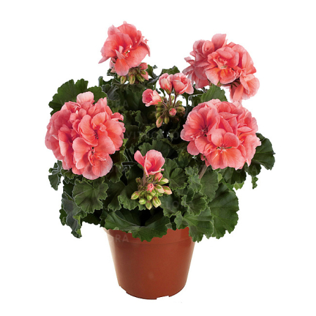 Mușcate (Pelargonium) - Mușcata Trendix Dark Green Salmon