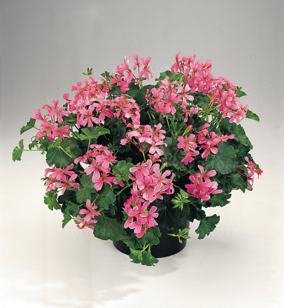 Mușcate (Pelargonium) - Pelargonium VDP Rose 2 PL
