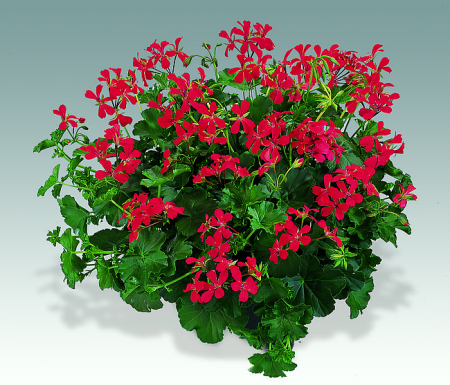 Mușcate (Pelargonium) - Pelargonium Ville de Paris Rot