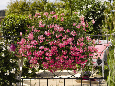 Pelargonium Ville de Paris Brilliant [2]