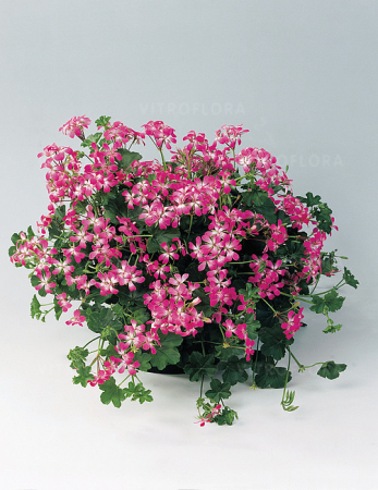 Mușcate (Pelargonium) - Pelargonium Ville de Paris Brilliant